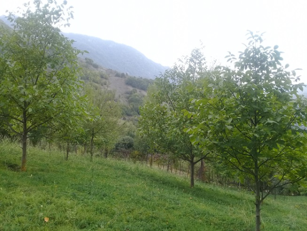 lahicda-ismayilli-kupcali-torpaq-satilir-big-13