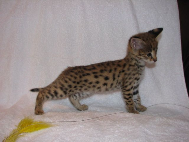savannah-f5-pisik-balalari-movcuddur-big-5